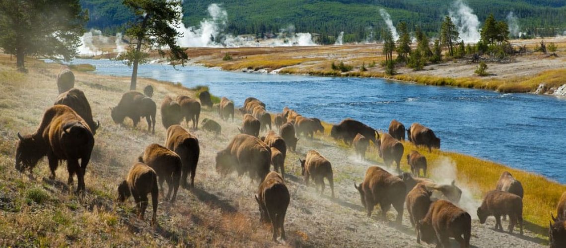 BUFFALOES2