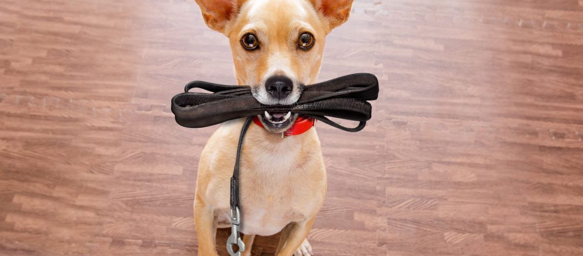 DOG WITH LEASH