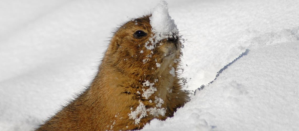 Prairie,Dog,Covered,In,Snow.