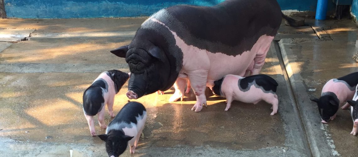 PIGS