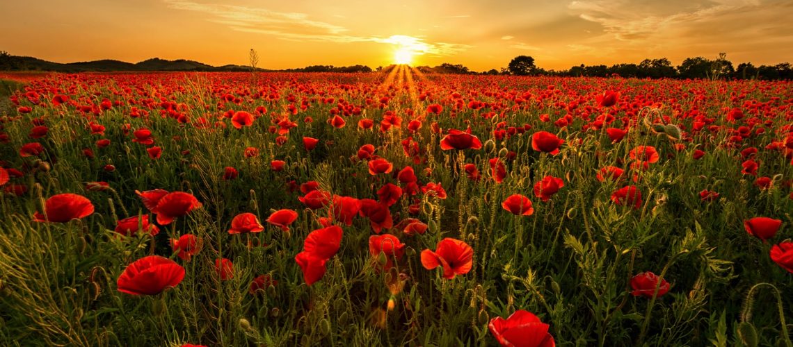 POPPIES