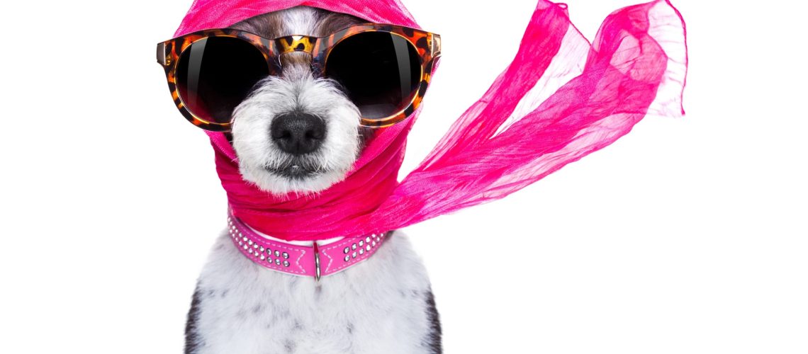 Chic,Fashionable,Diva,Luxury,Cool,Dog,With,Funny,Sunglasses,,Scarf