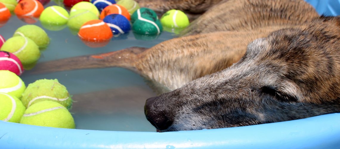 A,Greyhound,Dog,Cools,Off,In,A,Kiddie,Swimming,Pool