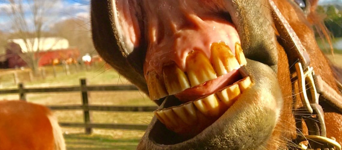 Closeup,Of,Braying,Horse's,Mouth