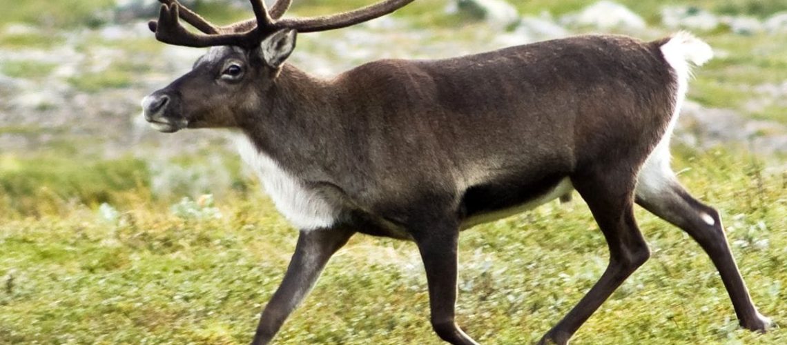 reindeer