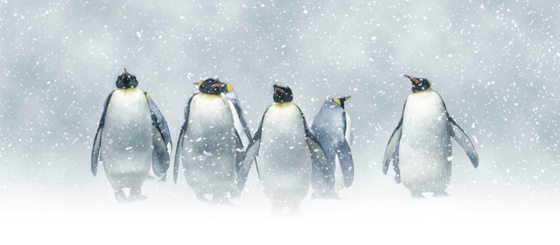 Group,Of,Emperor,Penguins,In,The,Middle,Of,A,Snowstorm